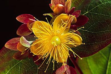 《符文工厂3 豪华版》公布介绍影片 游戏明年3月发售